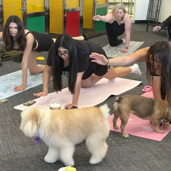 Guests enjoying puppy yoga at K9 Rox Club